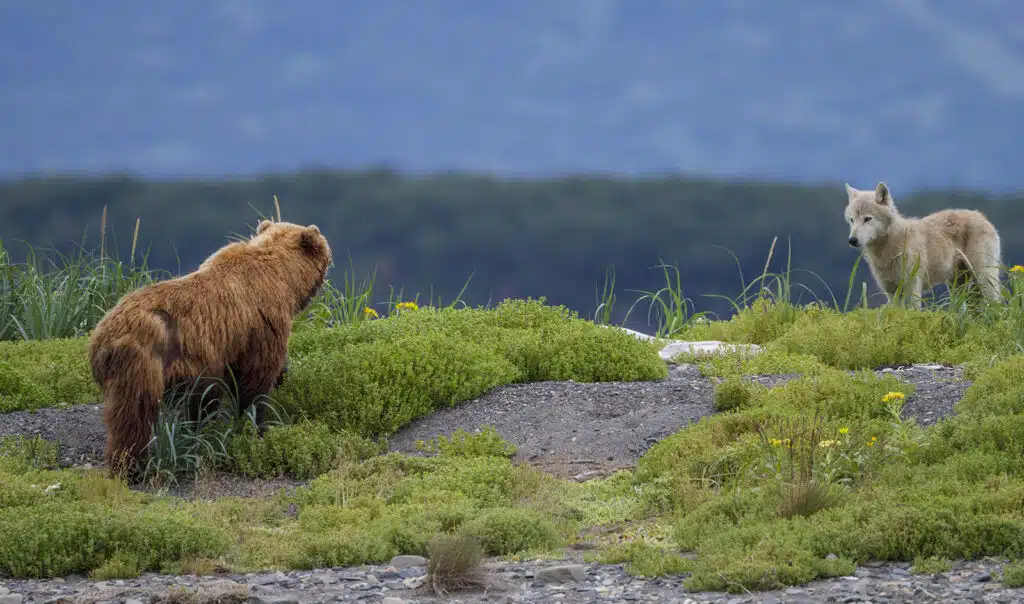 Sky et Tikaani dans Grizzly de Disneynature