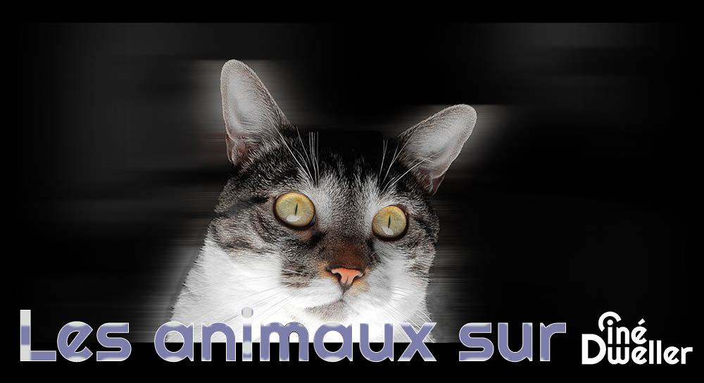 Dossier les animaux sur CinéDweller