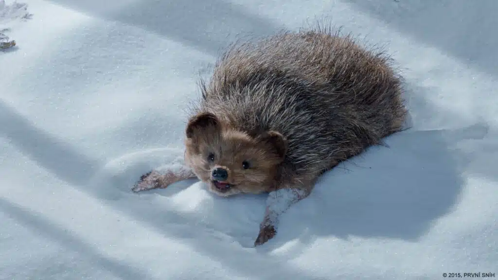 Première Neige, de Lenka Ivancíková