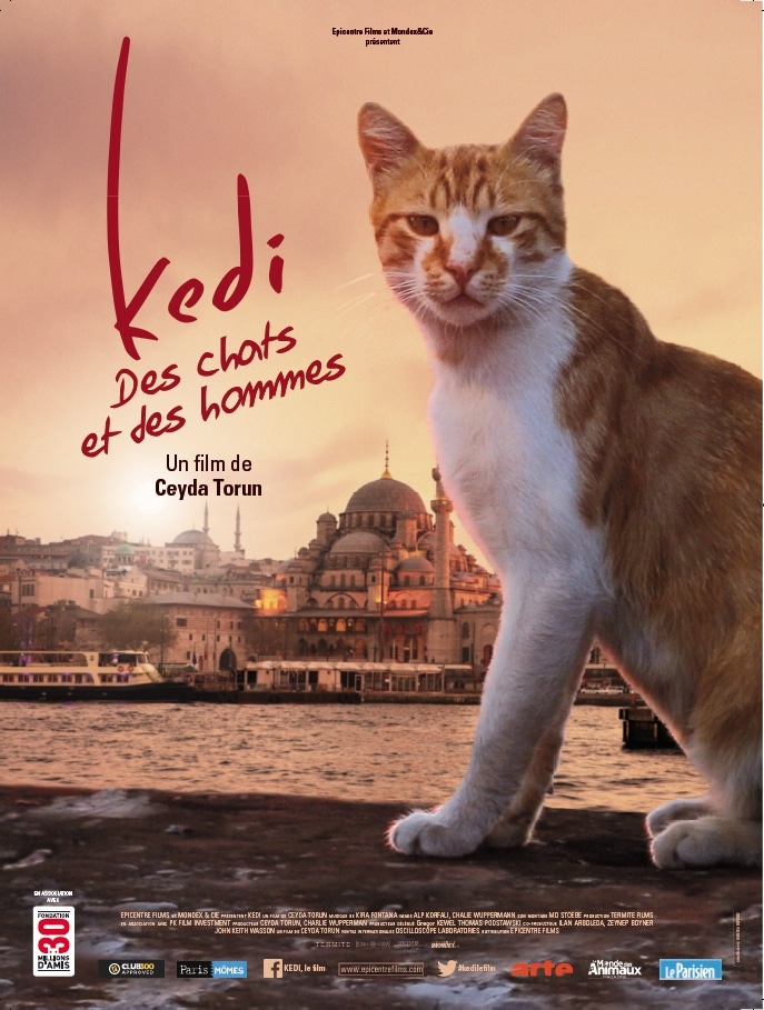 Affiche de Kedi, des chats et des hommes de Ceydan Torun