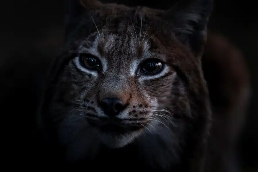 Le Chant des forêts, photo 2