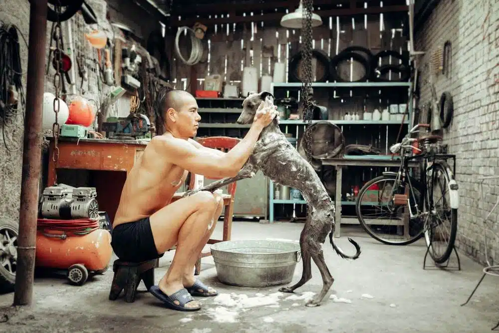Black Dog, photo 1
